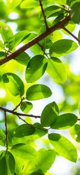 Backlit tree leaves white background.. Stock Photos