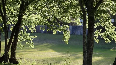 Backlit tree limbs and foliage Stock Footage 105113289