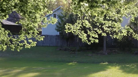 Backlit tree limbs and foliage Stock Footage 105113719