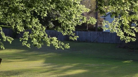 Backlit tree limbs and foliage Stock Footage 105114331
