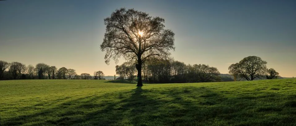 Backlit Tree Stock Photos