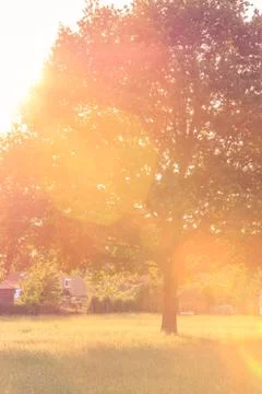 Backlit tree in summer Stock Photos