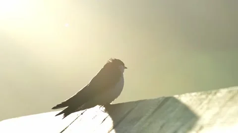 Backlit Tree Swallow Singing on Wooden Perch Stock Footage 337359866