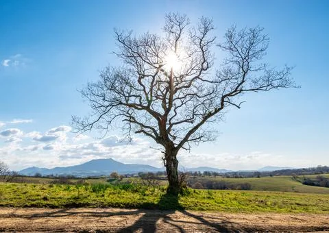 Backlit tree in winter in the Basque Country, France Stock Photos