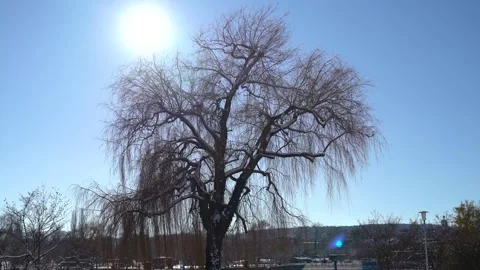 Backlit tree in winter at sunset on lake konstanz bodensee kreuzlingen Video stock 262220764