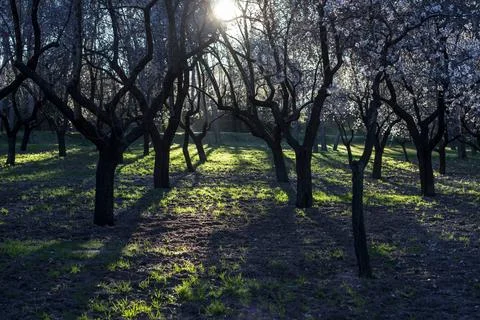 Backlit trees casting long shadows on spring grass 스톡 사진