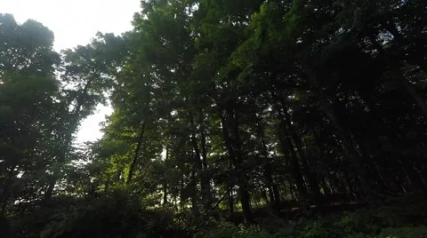 Backlit Trees Vídeos de archivo 50988283