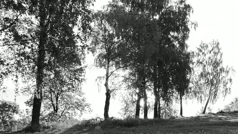 Backlit trees Stock Footage 110837073