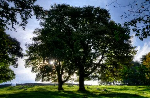 Backlit trees in a meadow Stock Photos