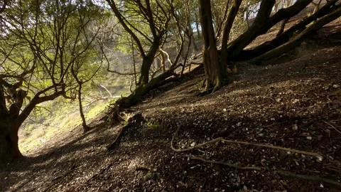 Backlit trees on slope, slow pan through wide angle lens Stock Footage 238555390