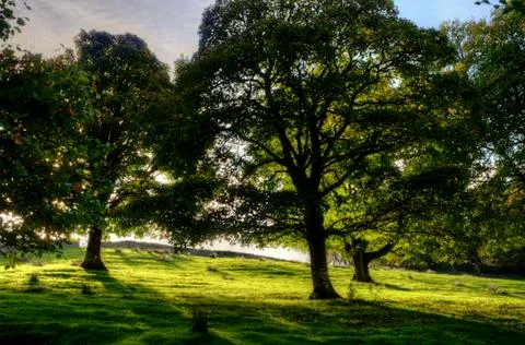 Backlit trees on a sloping meadow Stock Photos