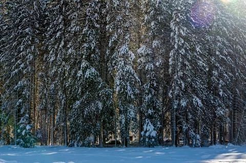 Backlit Trees in Yosemite Stock Photos