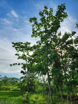 Backlit tropical tree with dramatic sky and warm daylight. Foto stock