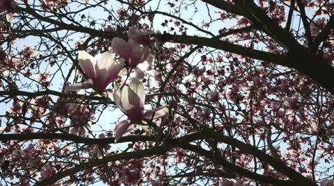 Backlit tulip magnolia tree Video stock 22768611