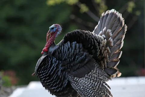 Backlit Turkey Stock Photos