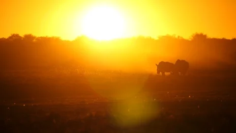 Backlit two rhino on yellow sunset in Africa. Sun flare, slow pan Stock-Footage 113890564