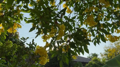 Backlit video of the Tongurai tree in bloom. Stock Footage 271195583