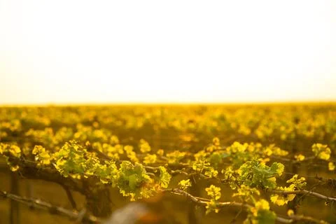 Backlit view across new grape vine growth at sunrise Stock Photos