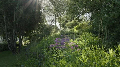 Backlit view of a natural garden in the morning sun Stock Footage 258410853