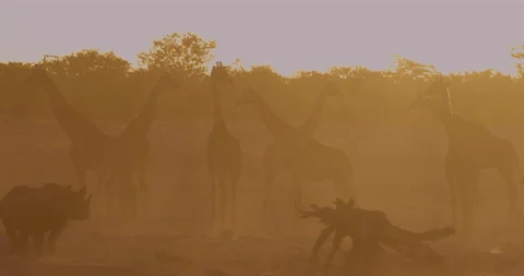Backlit view of a small group of Giraffe and a Black Rhino standing at a Video stock 144238342