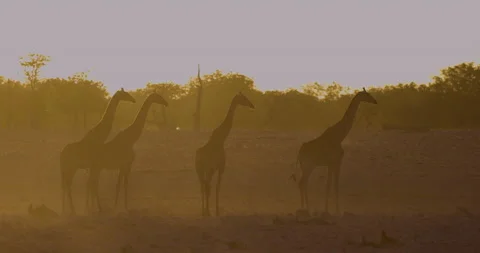 Backlit view of a small group of Giraffe standing at a waterhole at sunset, Stock Footage 144238881