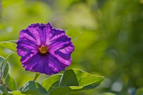 Backlit violet flower Stock Photos