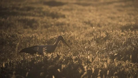 Backlit Wading Bird Moving Through Tall Grass at Sunset Stock Footage 337939631