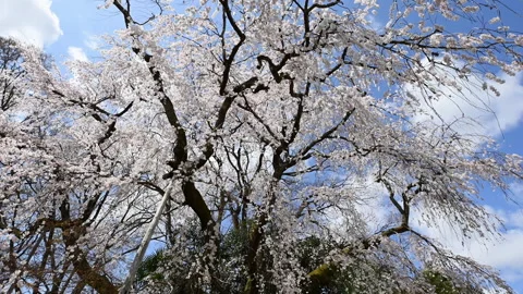 Backlit Weeping Cherry Blossom Canopy in Spring, Kyoto Japan 库存影片 348749904