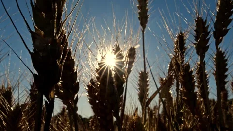 Backlit wheat field close-up, tranquil static shot, 4K Stock-Footage 320154012