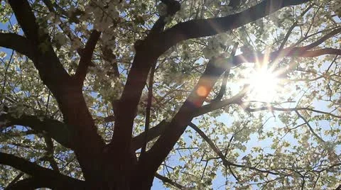 Backlit white dogwood tree Stock Footage 11017126