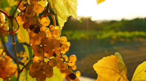 Backlit white grape bunch Stock Footage 67176523