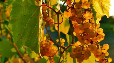 Backlit white grape bunch 스톡 동영상 67178219