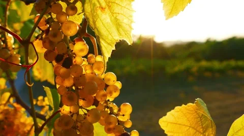 Backlit white grape bunch Stock Footage 67183643