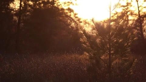 Backlit white pine tree with golden sunset Stock-Footage 274898710