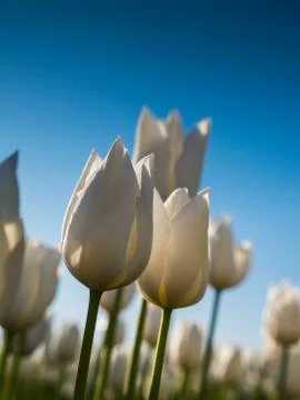 Backlit white tulips Stock Photos