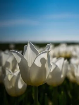 Backlit white tulips 스톡 사진
