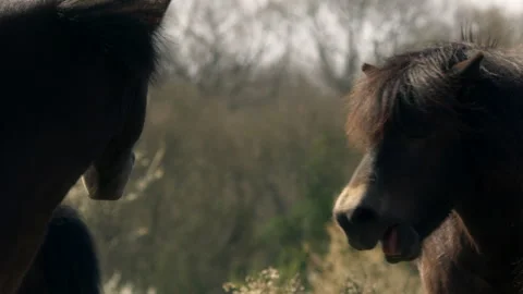 Backlit wild horses showing affectionate behavior Stock Footage 328175457