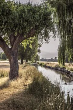 Backlit willow tree over stream Foto stock
