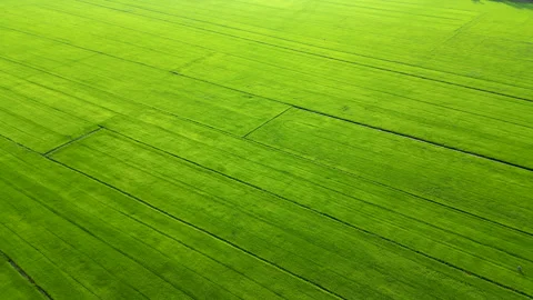 Backlit Wind Ripples Green ST25 Rice Field Low Emission Vietnam Vídeo Stock 330331622