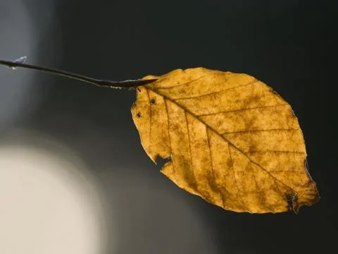Backlit withered beech leaf Foto stock