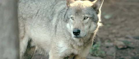 Backlit wolf in the forest beauty shot Stock Footage 168328635