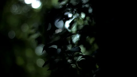 Backlit woods. Close Stock Footage 122621447