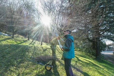 Backlit worker pruning  fruit tree branches with a lopper Stock Photos