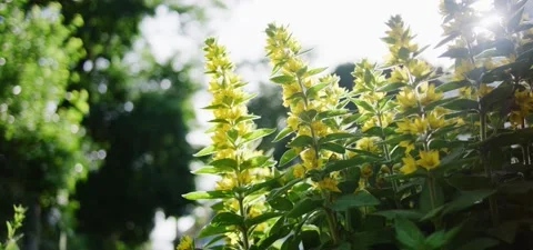 Backlit Yellow Flowers Video stock 230457485