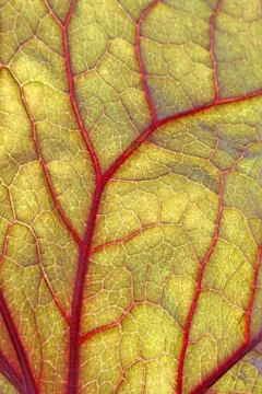 Backlite leaf of ligularia Stock Photos