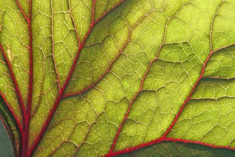 Backlite leaf of ligularia Foto stock