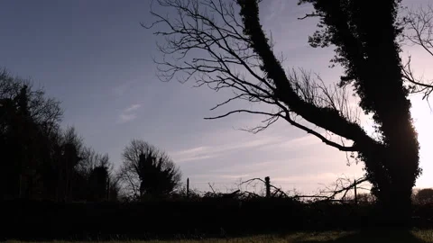 Backlite Tree Mallaranny,Tonragee,Ireland Stock Footage 237729458
