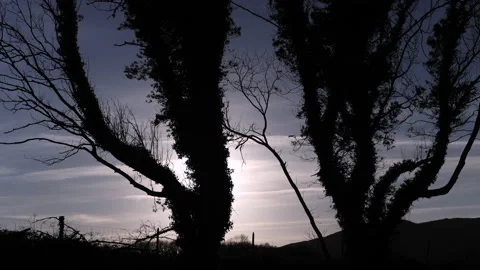 Backlite Trees Mallaranny,Tonragee,Ireland Stock Footage 237729459