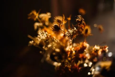 Backlited flowers in vase on the table in sunset time Stock Photos