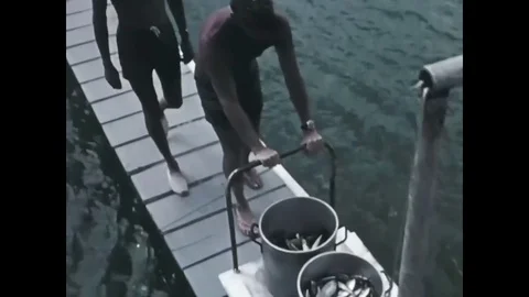 A backpack with a data transmitting system is attached to a pilot whale who is Stock Footage 79516847